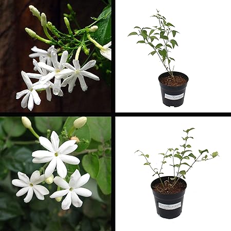 Indian Gardens - Nithyamalli and Mullai Jasmine Plant/Indoor/Outdoor Plant with Pot