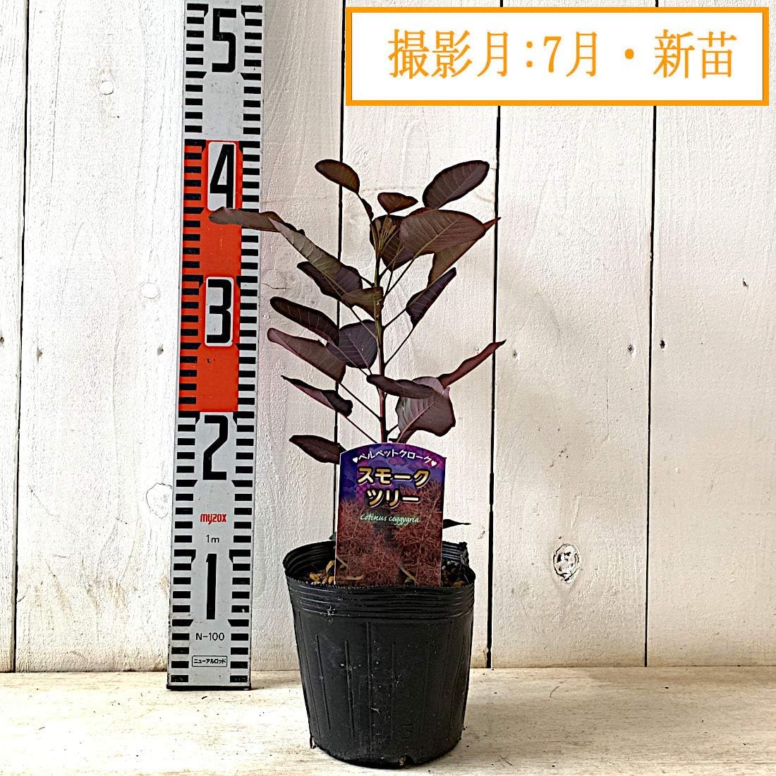 Amazon スモークツリー ベルベット クローク 3年生苗 花 Amazon スモークツリー ベルベット クローク 3年生苗 花