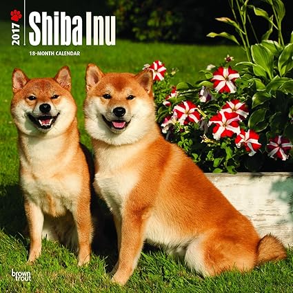 Amazon 柴犬壁カレンダーdogs 18 Jg Best Holiday Gift Ideas Great For Mom Dad Sister祖父母 Brother Grandchildrenおばあちゃん ゲイ Lgbtq 手帳 カレンダー 文房具 オフィス用品