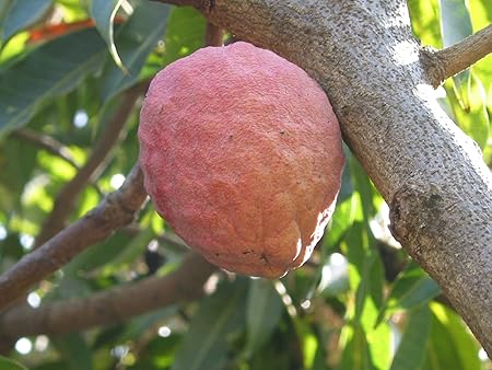 M-Tech Gardens Rare Red Custard Apple Fruit Seedling Live Plant