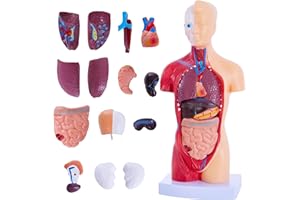Ruiishunyy Human Body Model for Anatomy Study - 15 PCS Removable 11 inch Human Torso Anatomy Model with Internal Organs - Assembly Anatomy Torsol Model for Students, Teachers