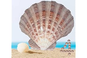 PLOOTA 4 Pcs Polished Large Great Scallop Sea Shells 5~6 Inch,Brown Lion's Paw Baking Shells,Ocean Beach Seashells Perfect for Home Decoration, Art Craft, Vase Filler Fish Tank