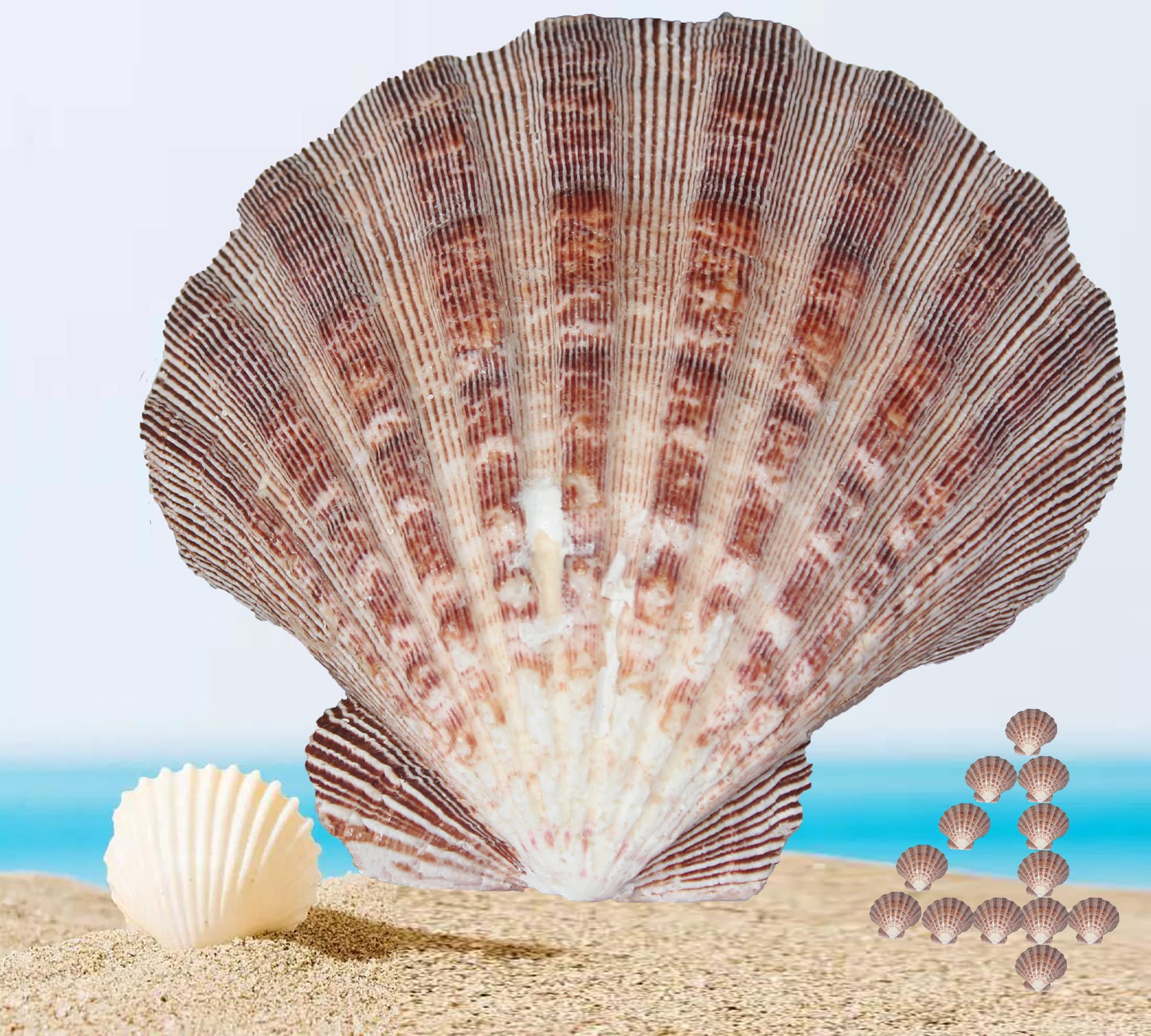Photo 1 of 4 Pcs Polished Large Great Scallop Sea Shells 5~6 Inch,Brown Lion's Paw Baking Shells,Ocean Beach Seashells Perfect for Home Decoration, Art Craft, Vase Filler Fish Tank