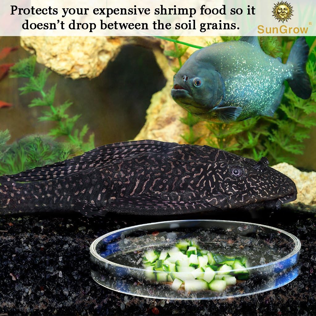 Tough Borosilicate Glass Shrimp Feed Dish, Never Run Out of Food, Prevent Spills, Heavy-Duty - Image 4