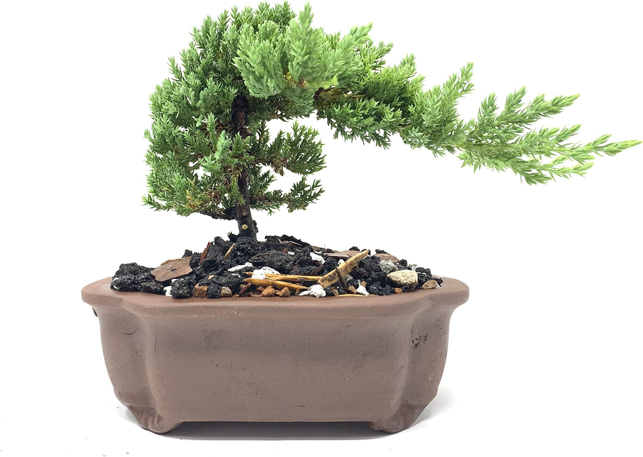 6" Glazed and Unglazed Bonsai Tree Pots by The Bonsai Supply (Lotus Brown)