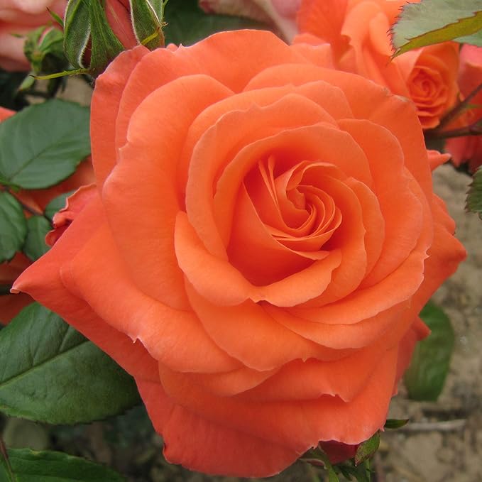 NEWSFLASH 4lt Potted Floribunda Garden Rose Bush Tangerine Orange