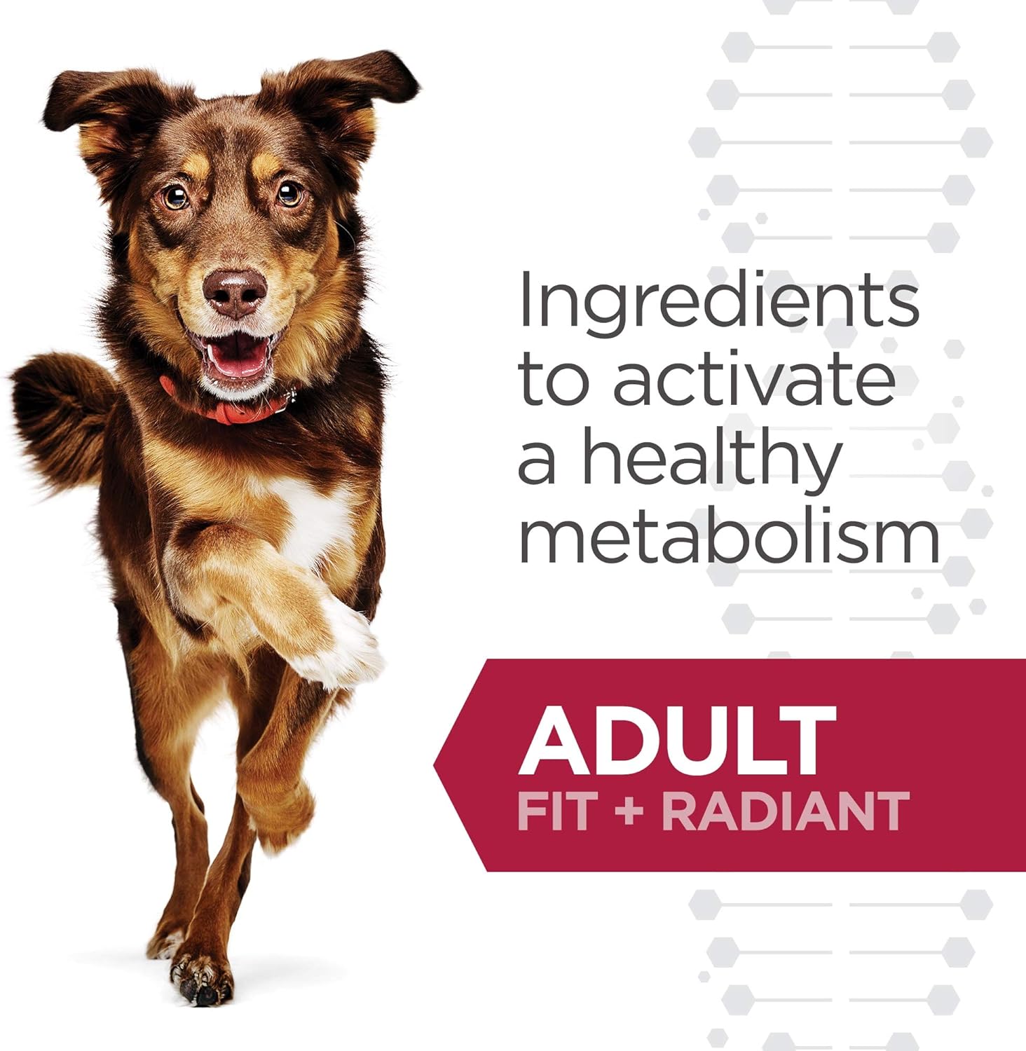 hills fit and radiant dog food