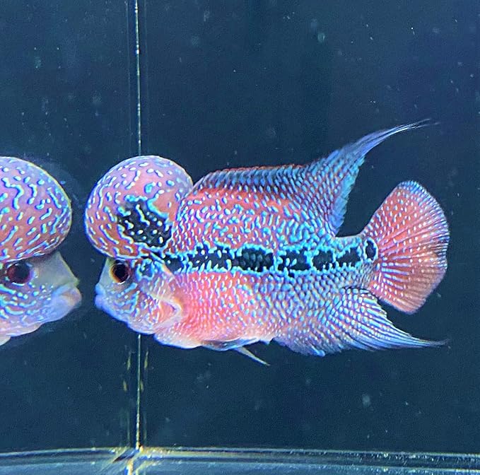熱帯魚 1点物 フラワーホーン ビッグヘッド 10cm前後 １匹 東京倉庫出荷 アクアショップピラルク 観賞魚 水中生物 通販 Amazon