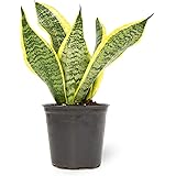 Live Snake Plant, Sansevieria trifasciata Superba, Fully Rooted Indoor House Plant in Pot, Mother in Law Tongue Sansevieria P