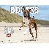 2026 Boxer Dogs Wall Calendar 16-Month X-Large Size 14x22, Dog Calendar by The KING Company-Monster Calendars