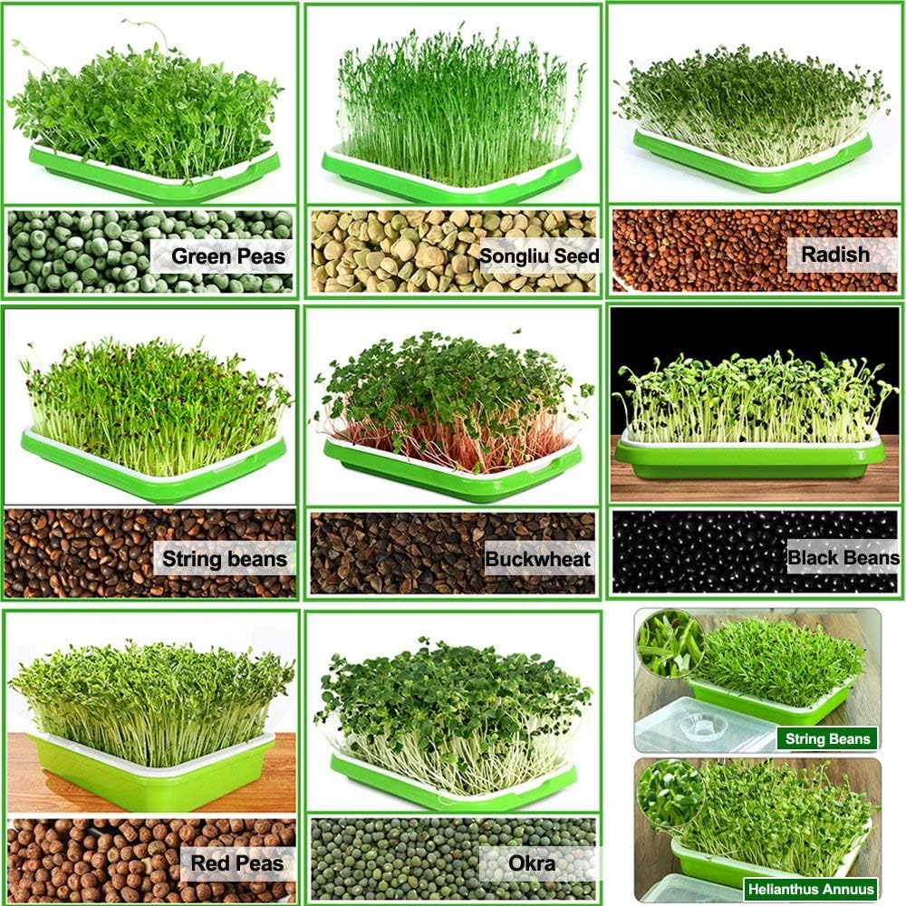 BIGHAVE Seed Sprouter Tray with Lid BPA Free Bean Sprout Grower Germination Kit Wheatgrass