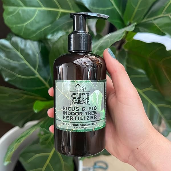 CUTE FARMS INDOOR FIDDLE LEAF FICUS LYRATA & FIG TREE FERTILIZER | GENTLE PLANT FOOD CONCENTRATE 3-1-2 FOR HEALTHY LEAVES & ROOTS (TWO – 8 OZ. BOTTLES)