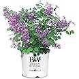 Proven Winners Bloomerang® Dark Purple Lilac - #1 Gallon | Reblooming Fragrant Flowers | Compact Size | Deer Resistant Spring & Summer Blooms