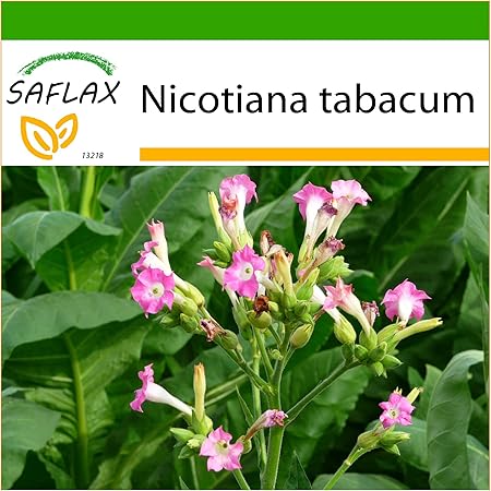 SAFLAX - Echter Virginischer Tabak - 250 Samen - Mit Substrat - Nicotiana tabacum