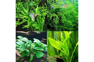 Mainam 4 Different Anubias Nana Amazon Sword Java Fern Windelov Hornwort Tropical Freshwater Live Aquarium Plant Decorations 3 Days BUY2GET1FREE