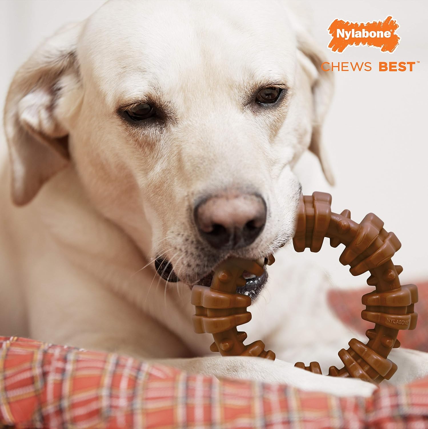 Pet Supplies : Pet Chew Toys : Nylabone Power Chew, Textured Dog Chew Ring Toy, Flavor Medley, X-Large/Souper - 50+ lbs. : 
