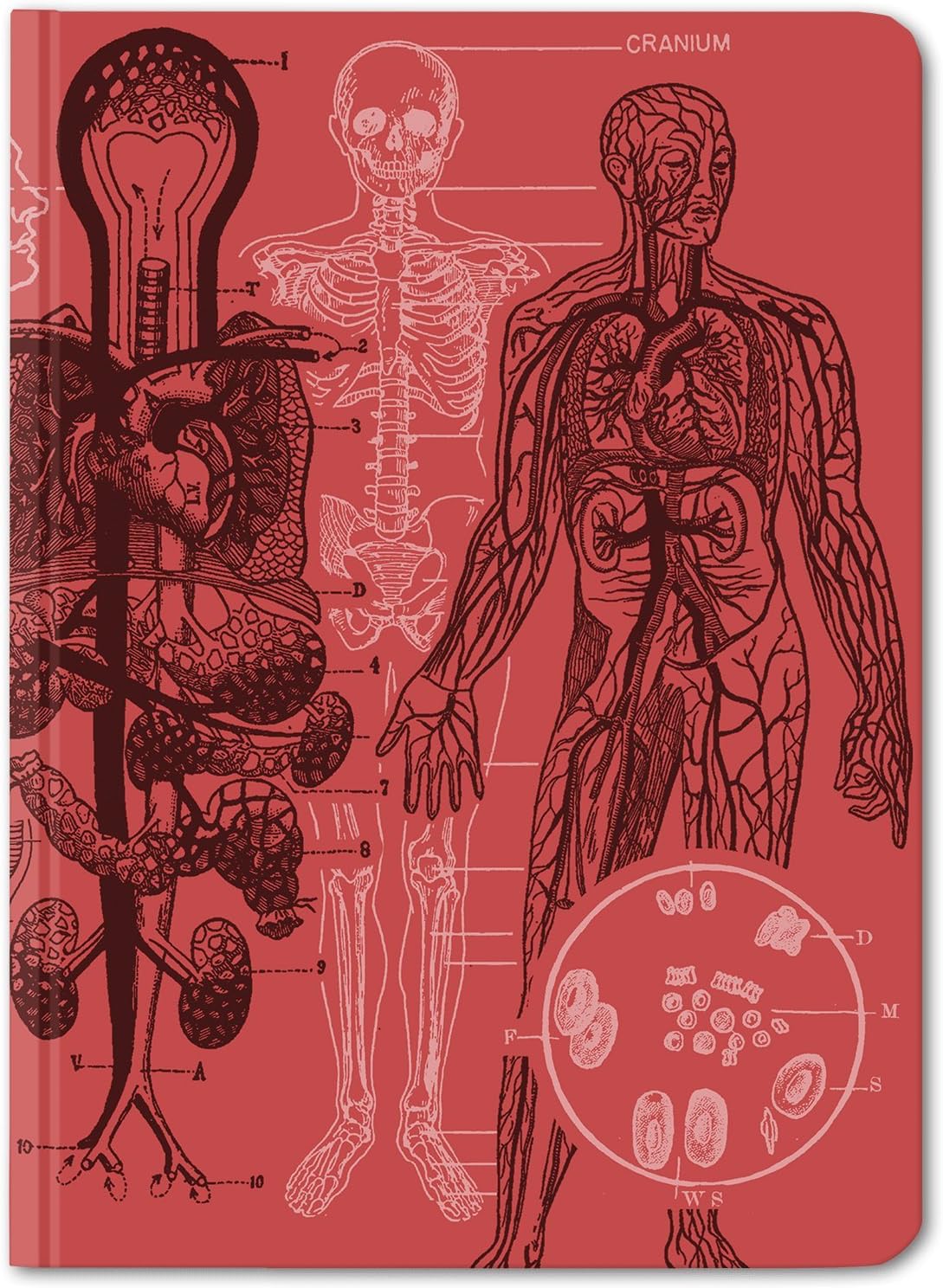 Cognitive Surplus Red Anatomy Heart & Brain Medical Illustration Notebook. (Large Size, Dot Grid, 100% Recycled, Bullet Journal)
