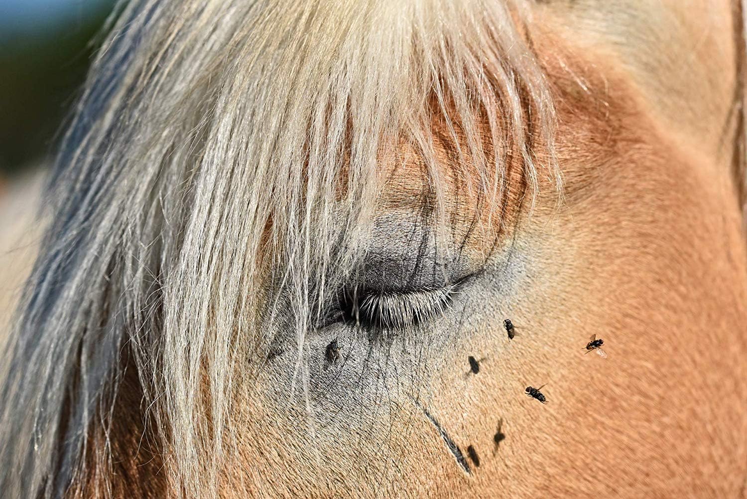 PFERDEPFLEGE24 Horse Fly Spray with DEET, Long-Lasting, Highly Concentrated Fly Repellent for Horses against Mosquitoes Ticks - Image 5