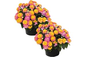 THE THREE COMPANY Live Flowering Lantana - Color Mix (2 Plants Per Pack) - Grower's Choice Multi Color Blooms, Healthy Blooming Pollinator, 8" Tall by 5" Wide in 1 Qt Pot
