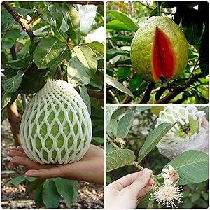 Rare Red Guava Psidium Guajava Guava Fruit live Plant - 1 Healthy Live Plant
