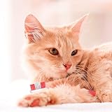 Beaphar Toothbrush & Toothpaste Dental Care Kit for Dogs & Cats view 5