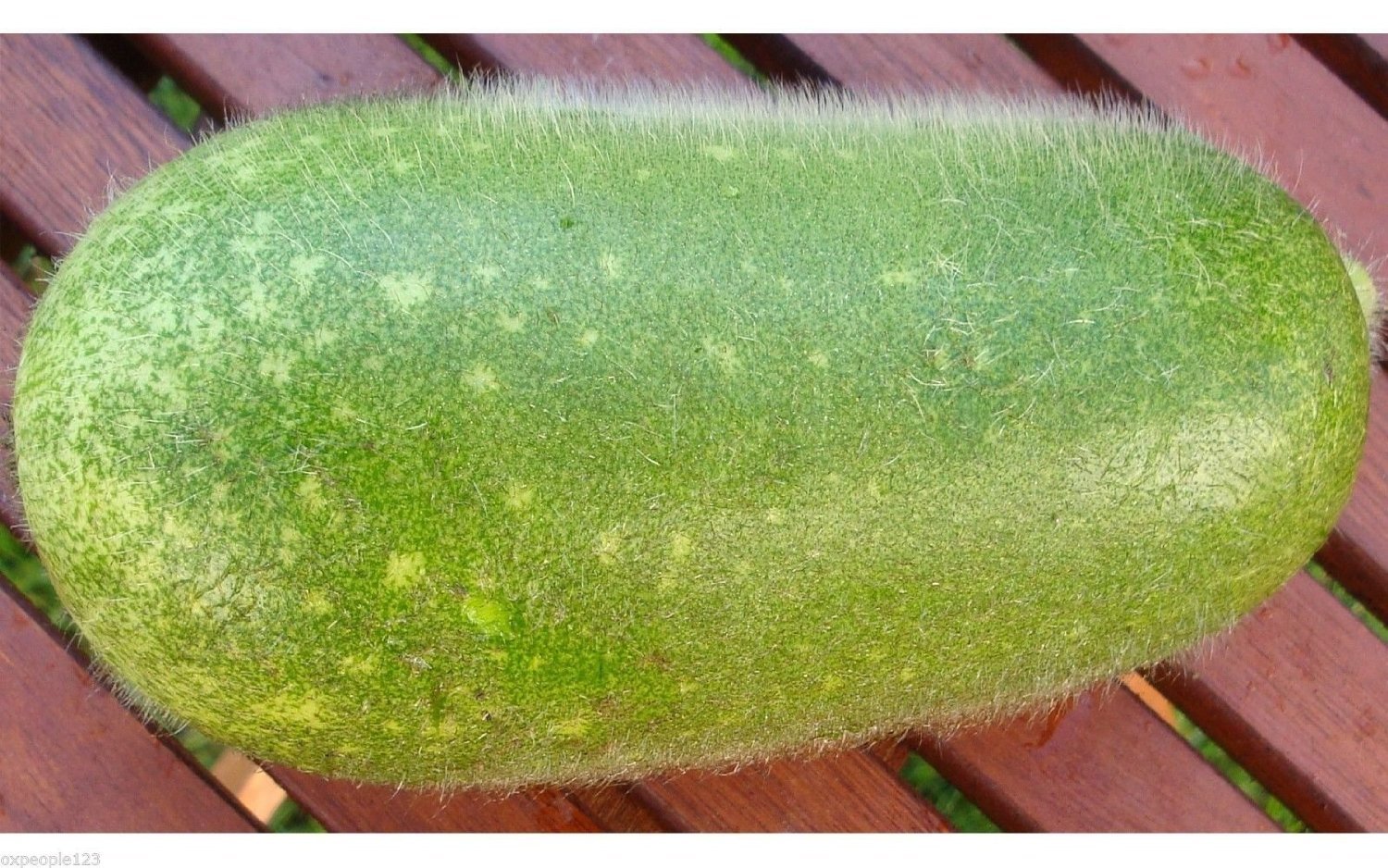 winter melon
