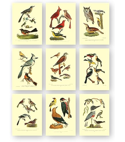 アート・デザイン・音楽 CLASSIC NATURAL HISTORY PRINTS BIRDS アート・デザイン・音楽 CLASSIC NATURAL HISTORY PRINTS BIRDS アート