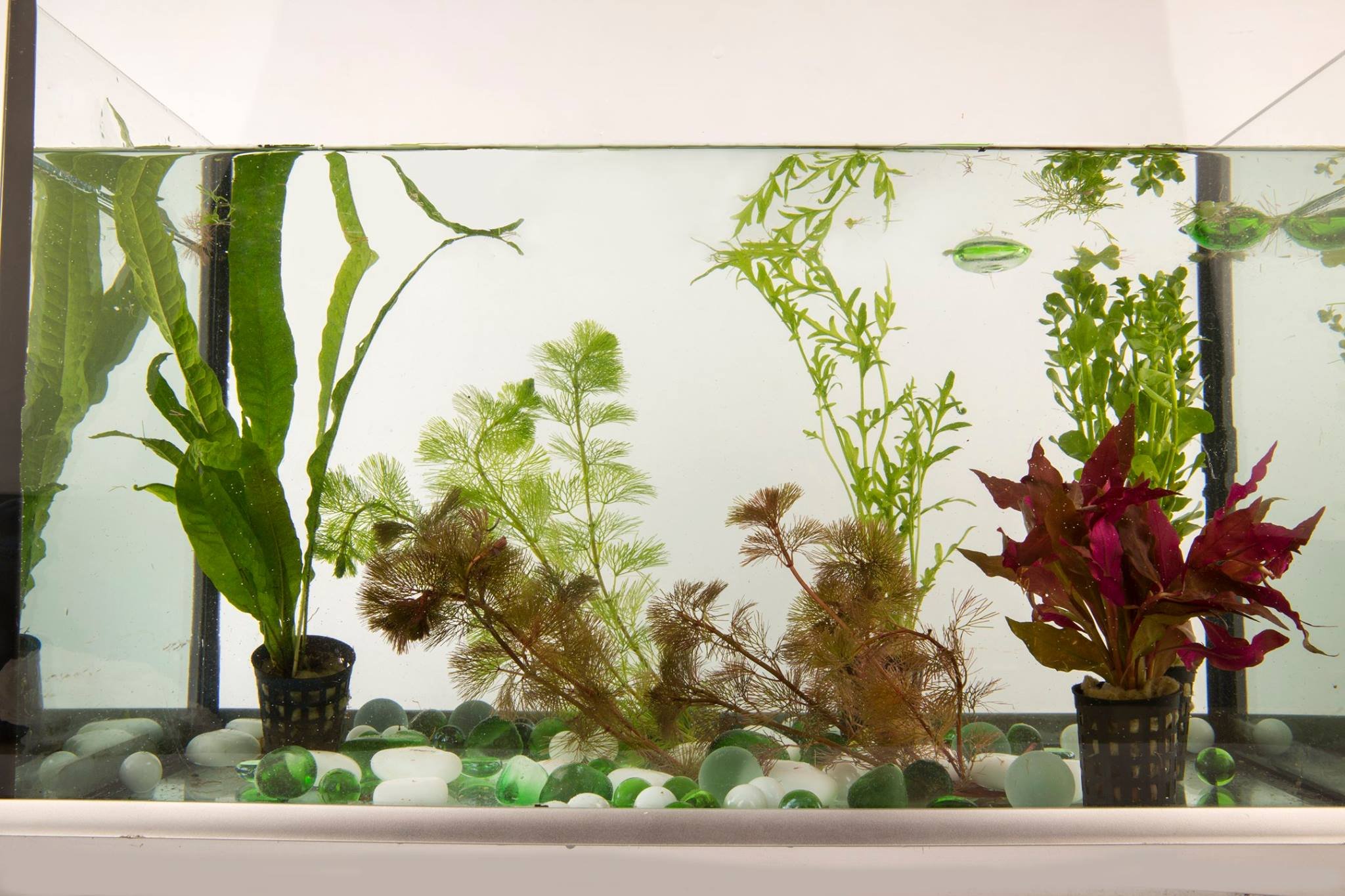 25 Live Aquarium Plants Collection Of Aquatic Plants For Your Fish Tank