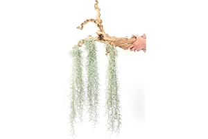 AIR PLANT SHOP 3 Pack Thick Colombian Spanish Moss Live Strands with Wire Hook - Tillandsia Usneiodes - Live Tillandsia Succulent House Plants - Home and Garden Decor - Easy Care Indoor and Outdoor Plants
