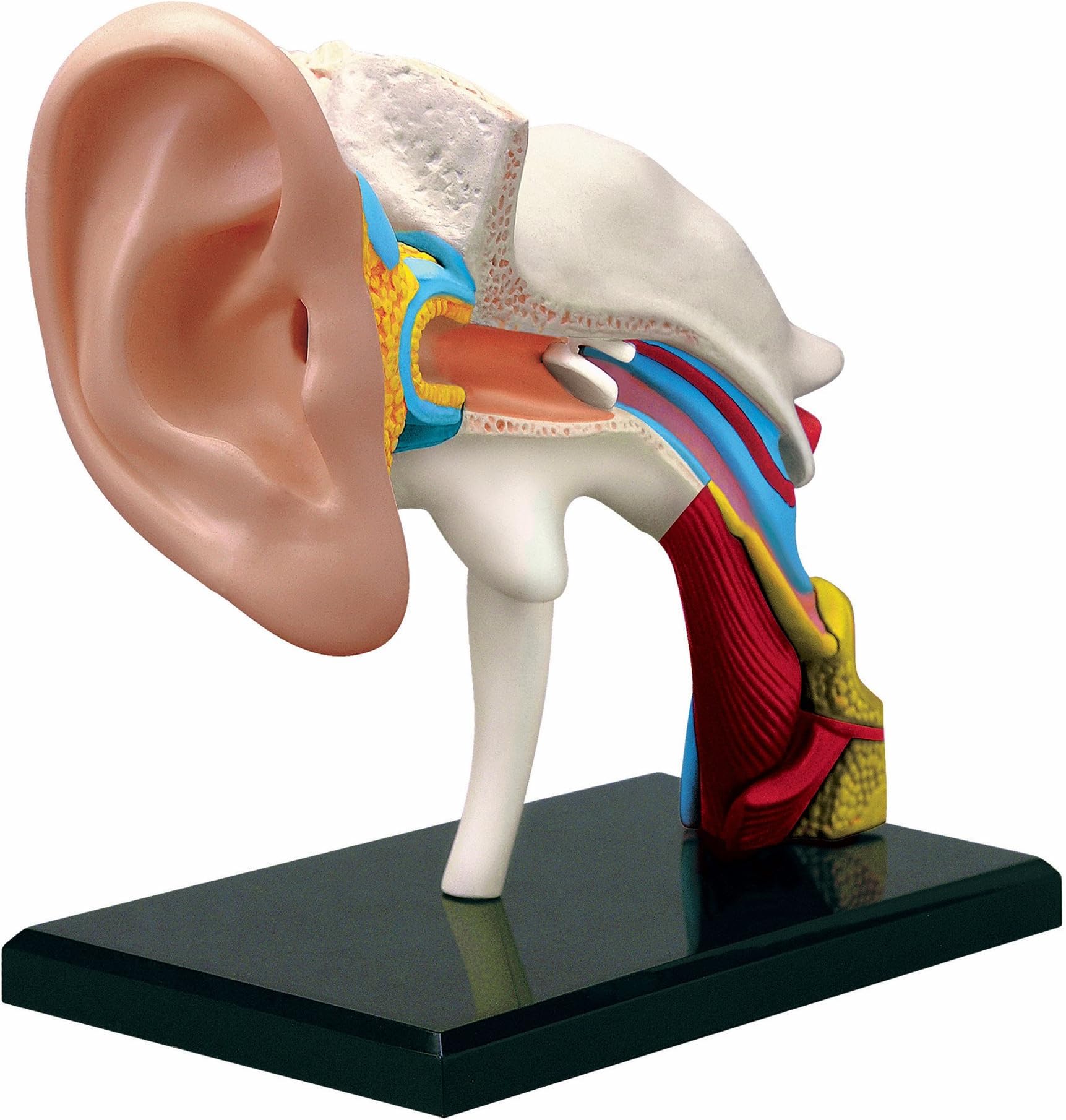 TEDCO Learn About Human Anatomy - Ear Anatomy Model (Age 8+)
