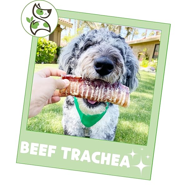 NATURE GNAWS BEEF TRACHEA CHEWS FOR DOGS 6″ (6 COUNT) – LONG LASTING NATURAL CRUNCHY DOG CHEW BONES – RAWHIDE FREE