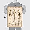 Palace Learning Vintage Muscular Skeletal System Anatomical Chart Set