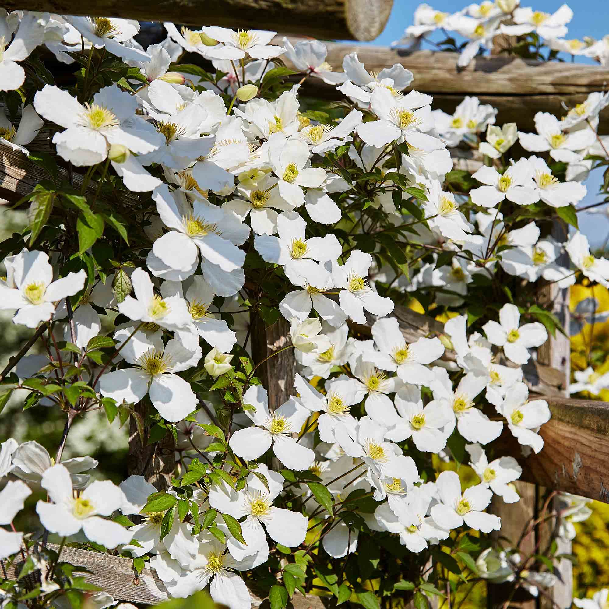 Buy Suttons Clematis Montana Grandiflora , Deciduous Climber, Pure