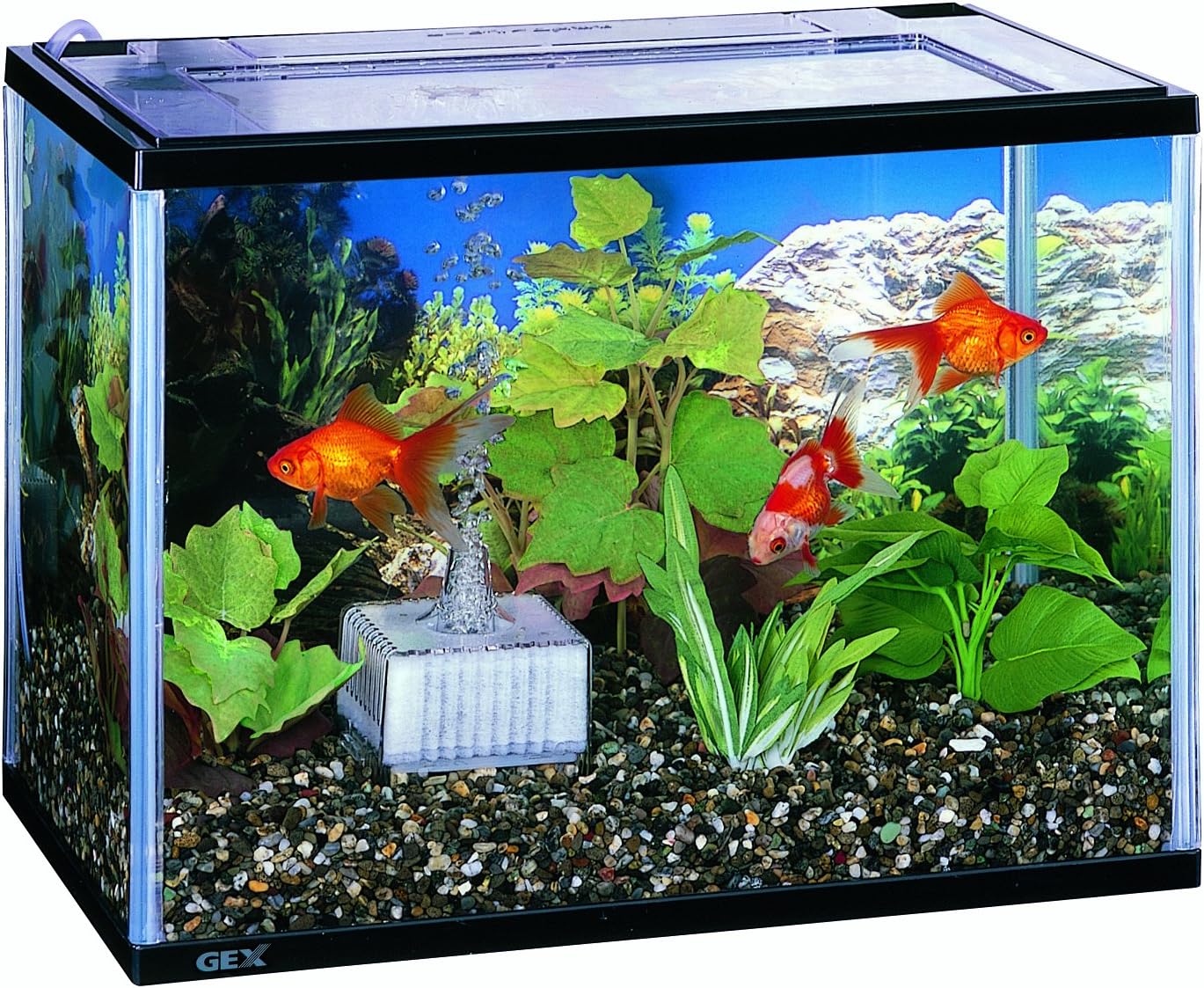 Amazon 金魚のお部屋ブラックm Gf Blk ジェックス 水槽 通販