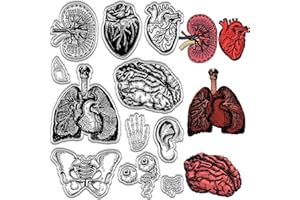 CRASPIRE Organ Clear Rubber Stamps Spine Brain Skeleton Ear Heart Lungs Eyeball Vintage Reusable Transparent Silicone Stamp Seals for Journaling Card Making Photo Album Paper Craft Scrapbooking
