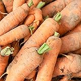 Carrot Seeds - Autumn King/Flakkee - 0.25 Oz ~5,000
