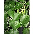 Tilia Cordata, 2 Year Old Little Leaf Linden 2-3 ft Tall