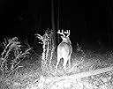 A trail cam you can depend on