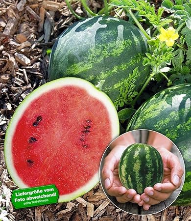 BALDUR-Garten Mini Wassermelone Mini Love 1 Pflanze