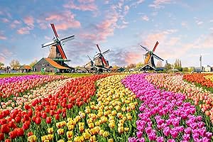 CHENGQISM Jigsaw Puzzles 1000 Pieces for Adults Holland Tulip Fields 1000 Piece Puzzle Dutch Windmill Puzzle 1000 Pieces Tulips Flowers Puzzles Holland Landscape Puzzle Flower Jigsaw Puzzles for Adults Teens