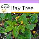 SAFLAX - Bay Tree - 6 Seeds - Laurus nobilis