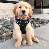 rabbitgoo Small Dog Harness No Pull with 2 Leash Clips Reflective Adjustable view 9
