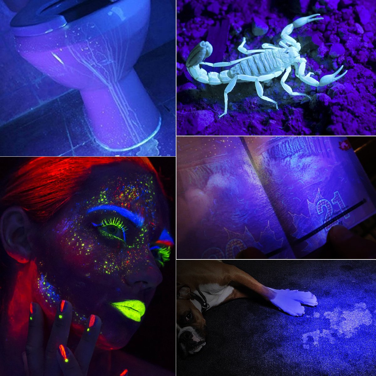 2 Pack 12 LED UV Flashlight Urine Detector - Morpilot Upgrade Ultraviolet Light Blacklight with 2 Pack Mini Keychain Flashlight for Detect Bed Carpet Bug Dog Urine Stain Scorpion