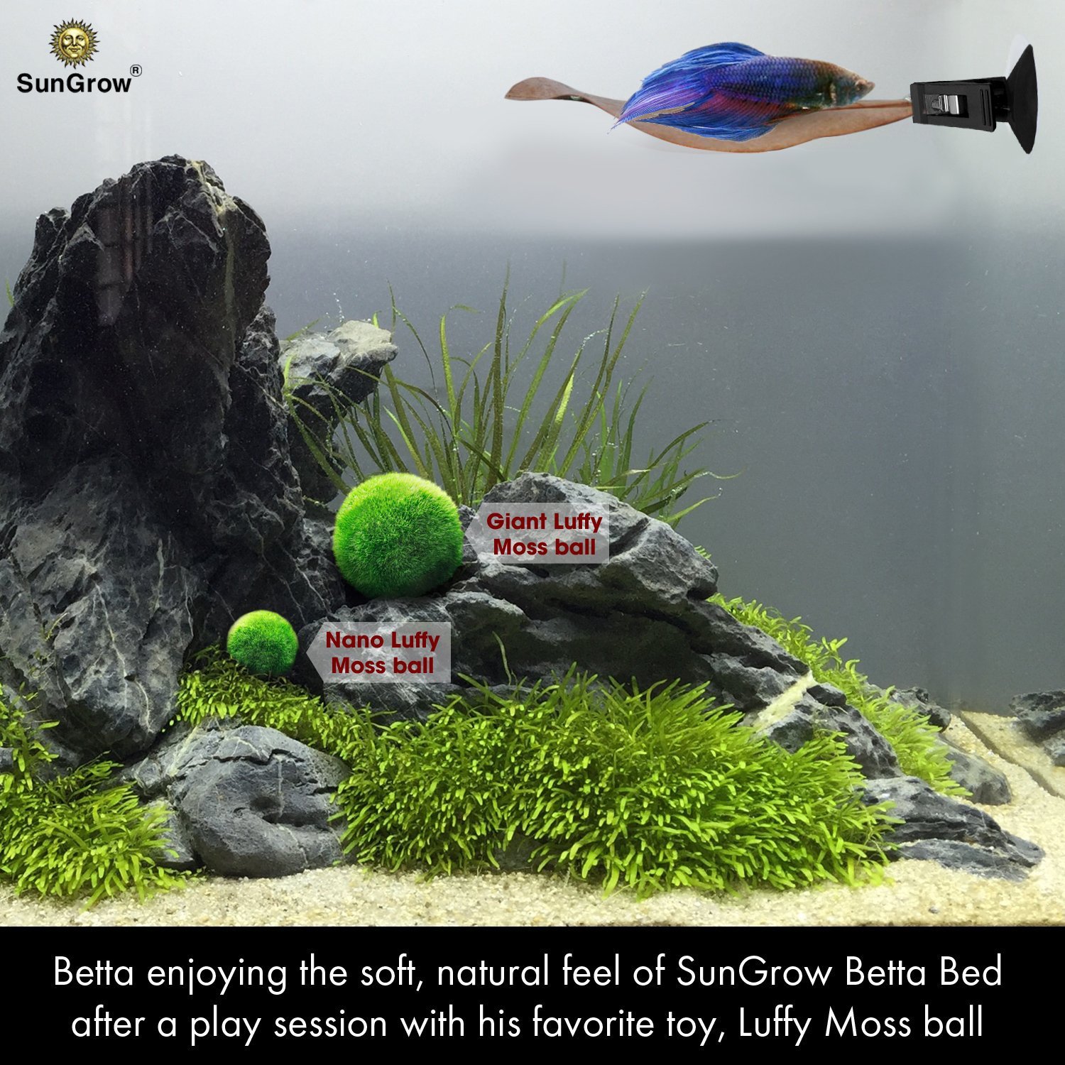 Betta Bed Kit (6 Beds + 2 Suction Cups) by Sungrow - Non-plastic, BPA-Free Hammock - Natural, Organic, Comfortable Rest Area for Fish Aquarium - Improves health by Simulating Betta\'s Natural Habitat