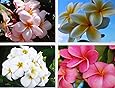 Set of 4 100% Hawaiian Plumeria (Frangipani) Plant Cuttings....From a PEST-FREE certified Hawaiian nursery with the proper U.S. Department of Agriculture stamp.