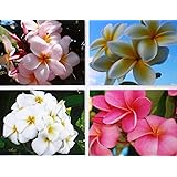 Set of 4 100% Hawaiian Plumeria (Frangipani) Plant Cuttings....From a PEST-FREE certified Hawaiian nursery with the proper U.S. Department of Agriculture stamp.