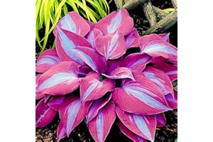 CHUXAY GARDEN 100 Seeds Purple Blue Hosta Plantaginea-Fragrant Plantain Lily,August Lily Drought Tolerant Low-Maintenance Fragrant Grows in Garden and pots