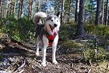 Truelove TLH5651 No-Pull Reflective Dog Harness Red Large view 6