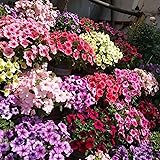 Petunia Seeds, 80000+ Petunias Seeds, Mixed Rainbow