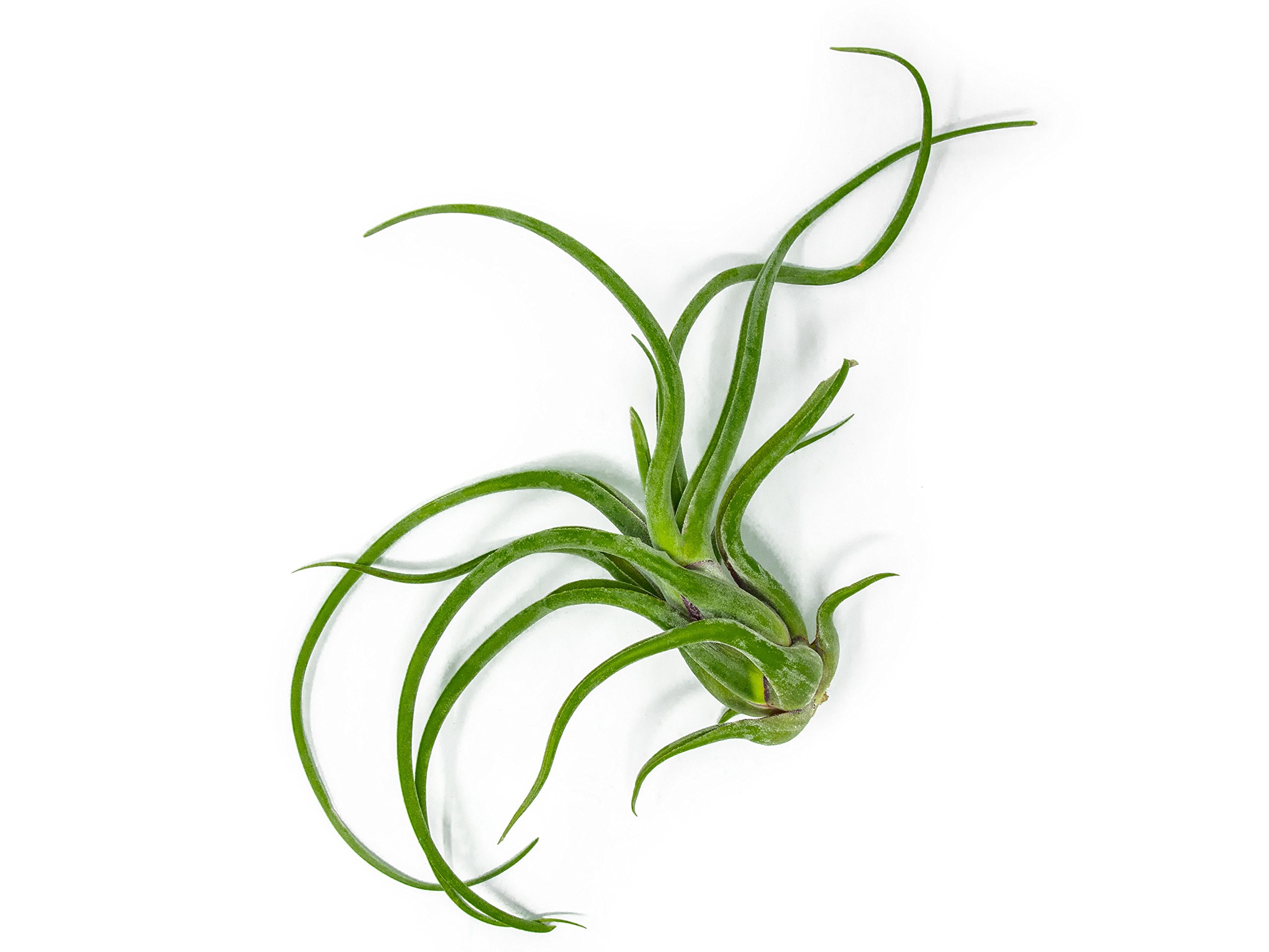 1 Giant Tillandsia Caput Medusae Air Plant 6 to 8 inch Live House Plants for Sale Indoor